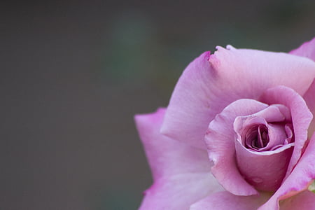 Роза, цветок, завод, розовый, Ботаника, Лепесток, Весна
