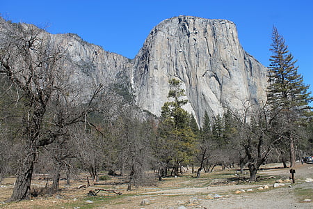 el capitan, yosemite, tree, park, california, national, landscape