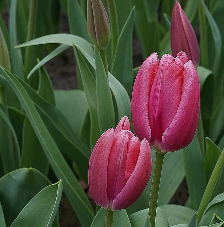 flores, tulipanes, rosa, Holanda, primavera, naturaleza, tulipán rosa
