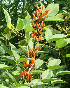 cockspur 산호 나무, 울 아기 나무, 꽃 봉 오리, erythrina crista-갈리, fabaceae, kodagu, 인도