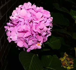 Hoa, Hoa, hydrangeas, màu tím, thực vật, màu tím, mùa hè