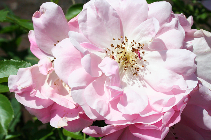 τριαντάφυλλο, λουλούδι, πέταλα, αυξήθηκαν οι ανθίσεις, μακροεντολή, ροζ, ροζ άνθος