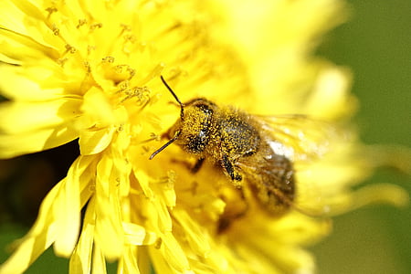 pollen, bee, macro, forage, insects, spring, flowering