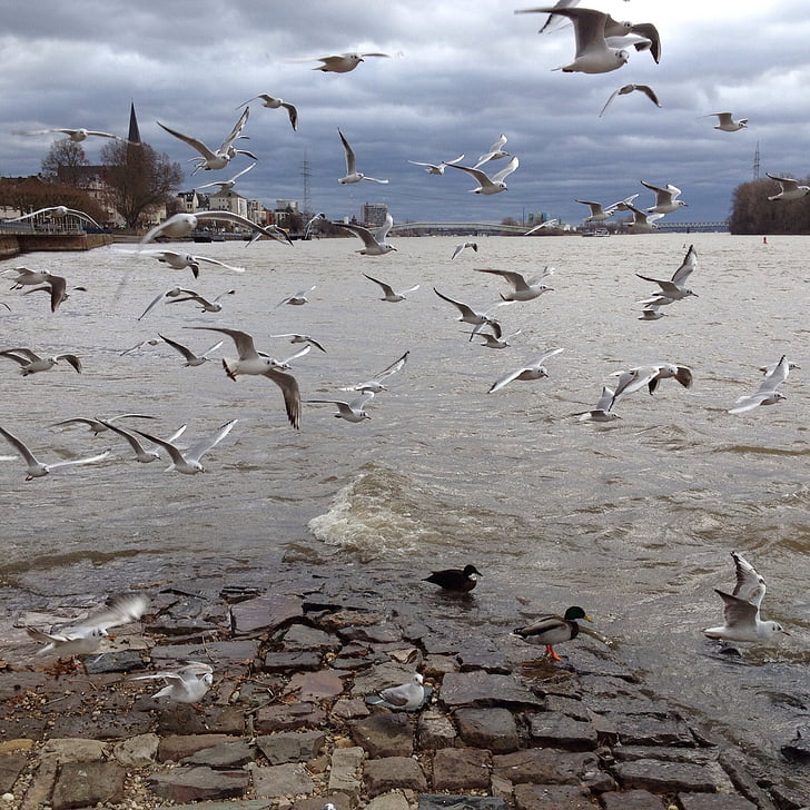 birds, gulls, water bird, water