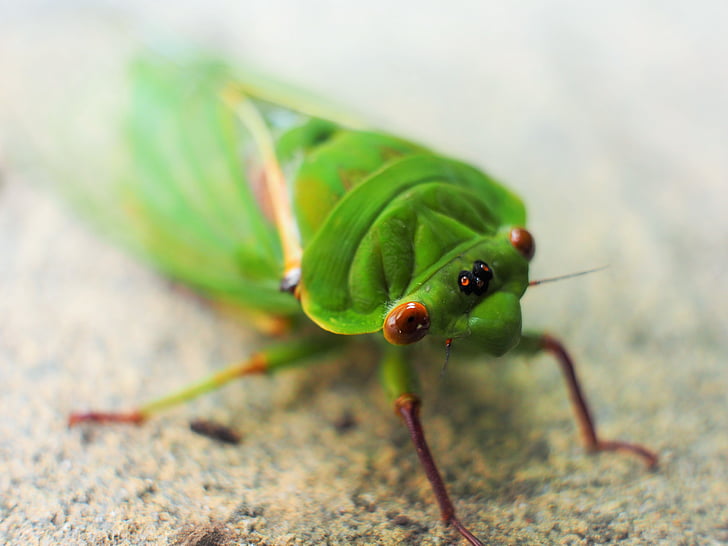 Cicala, verde, macro, occhi, Ali, animale, insetto
