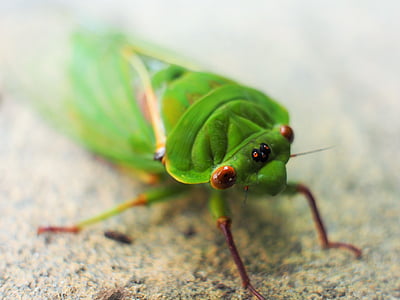 cicada, green, macro, eyes, wings, animal, insect