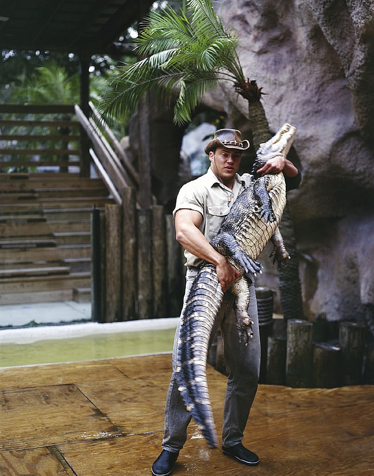 alligator wrestler, man, dangerous, wildlife, reptile, handler, performing