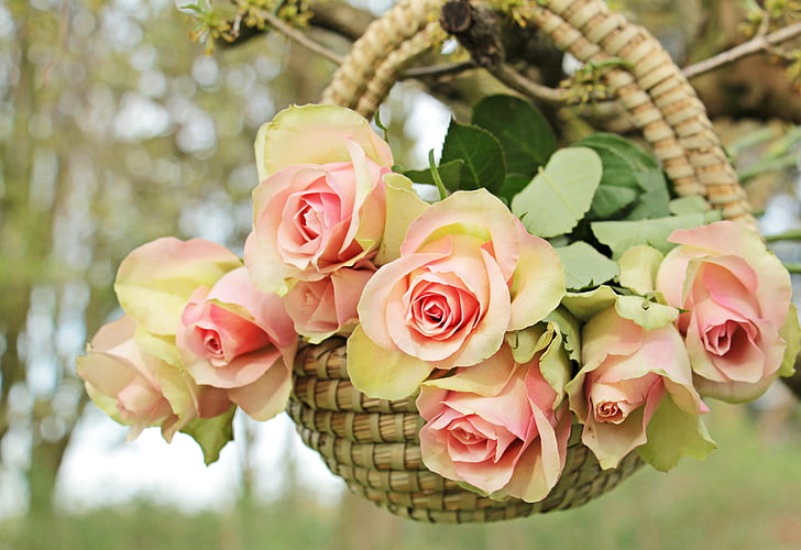 roses, noble roses, basket, tree, branch, flowers, pink