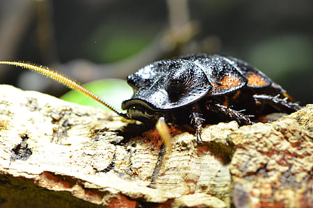 scarafaggio, insetto, bug, marrone, strisciante, antenna, infestazione