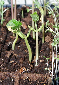 seedling, beans, green, sprout, leaf, young, natural