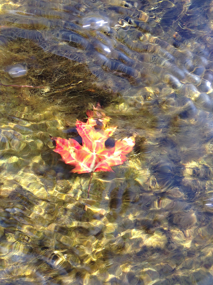 maple leaf, water, nature, leaf, foliage, fall, red