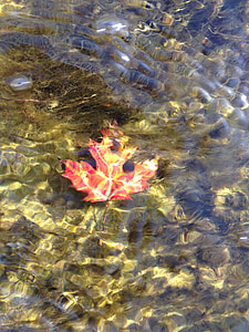 Кленовый лист, воды, Природа, лист, Листва, Осень, красный
