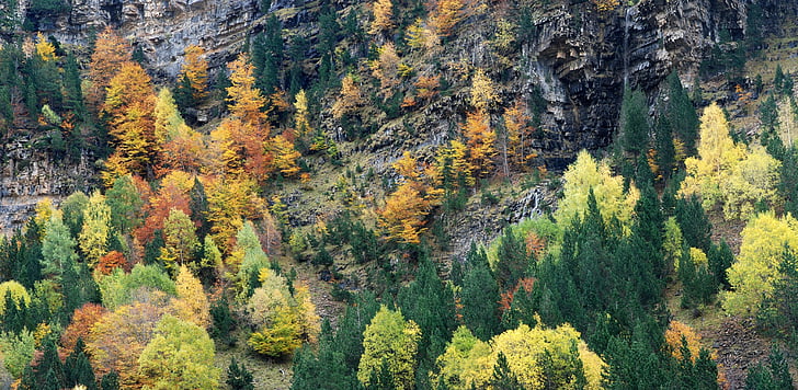 jeseni, barve, gozd, gorskih, andscape, narave, drevo