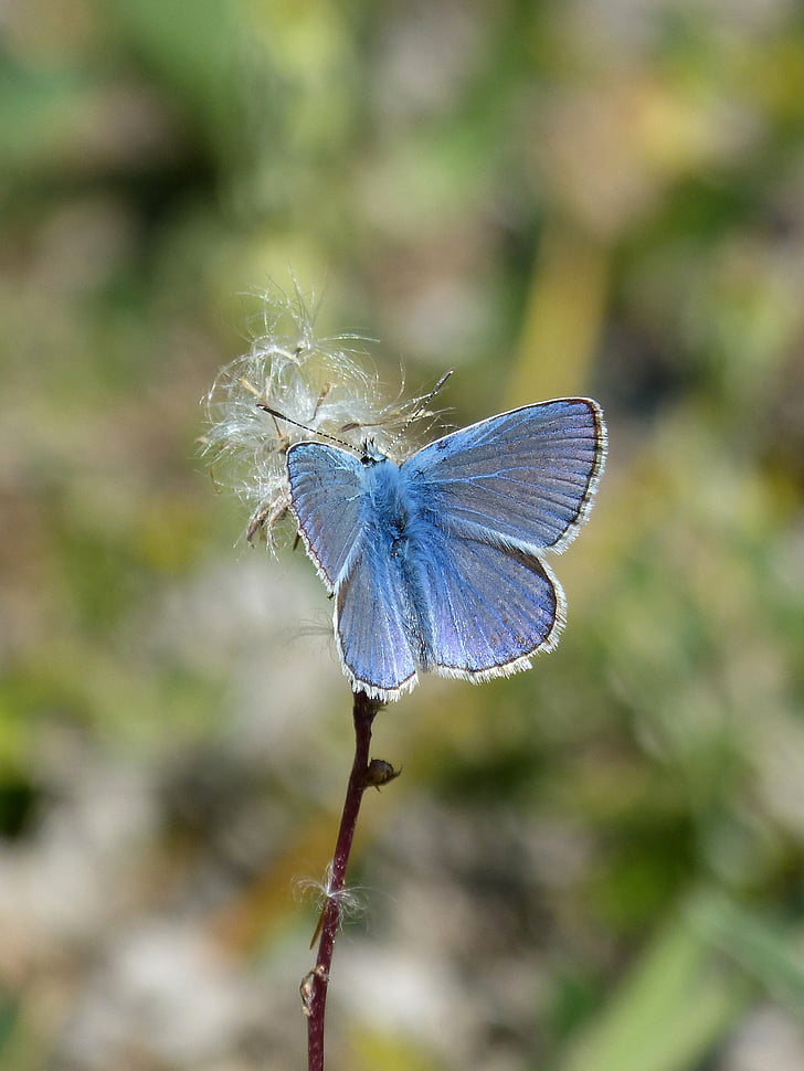 Mavi kelebek, farigola blaveta, Pseudophilotes panoptes, Kelebek, bir hayvan, doğa, böcek