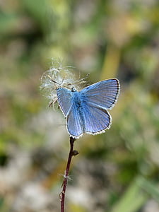 modrý motýl, blaveta farigola, pseudophilotes panoptes, motýl, jedno zvíře, Příroda, hmyz