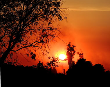tree, sol, sunset, against light, pollution