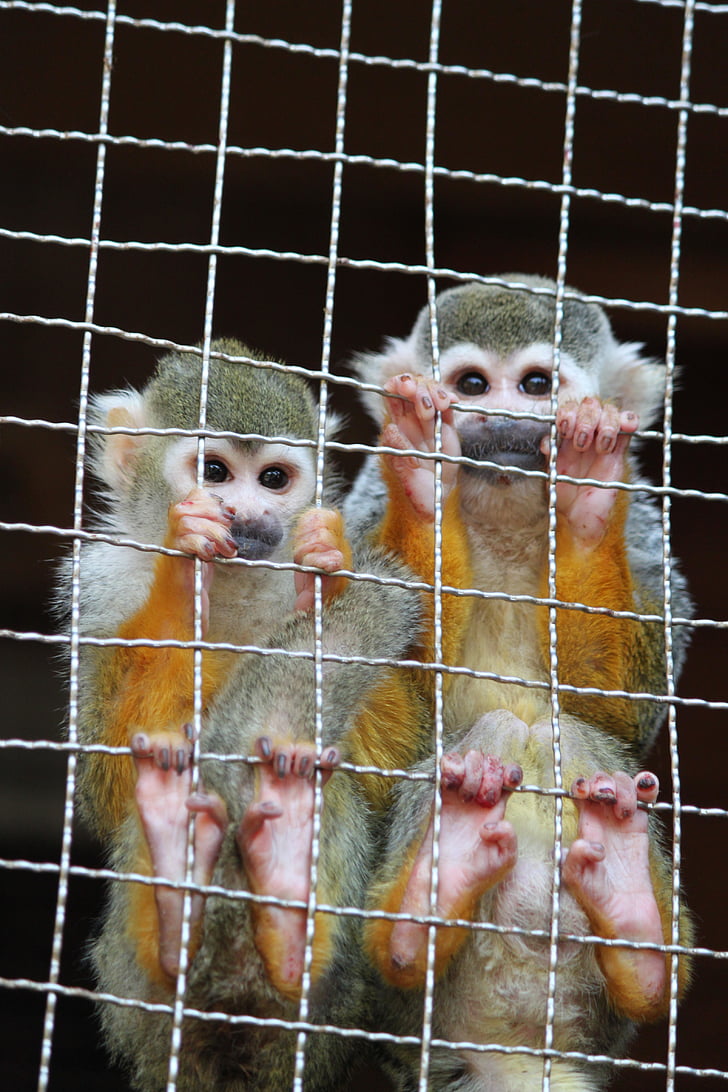 Monkey, Nagasaki bio park, dyrehage, brødre og søstre, Tarsier