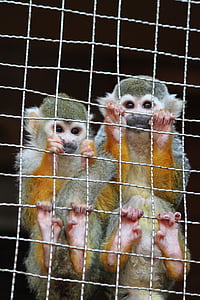 con khỉ, Nagasaki bio park, sở thú, chị em, Tarsier