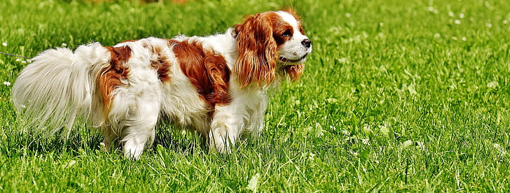 pies, Cavalier king charles spaniel, śmieszne, zwierzętom, zwierząt, futro, brązowy