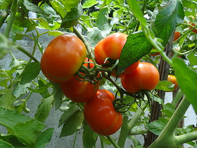 помидор, томатный завод, спелые помидоры
