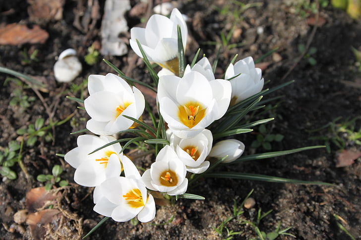 Krokus, printemps, blanc, fleurs d’eau, jardin, nature, fleurs