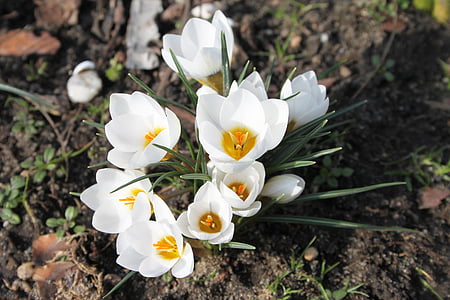 krokus, spring, white, blooms, garden, nature, flowers