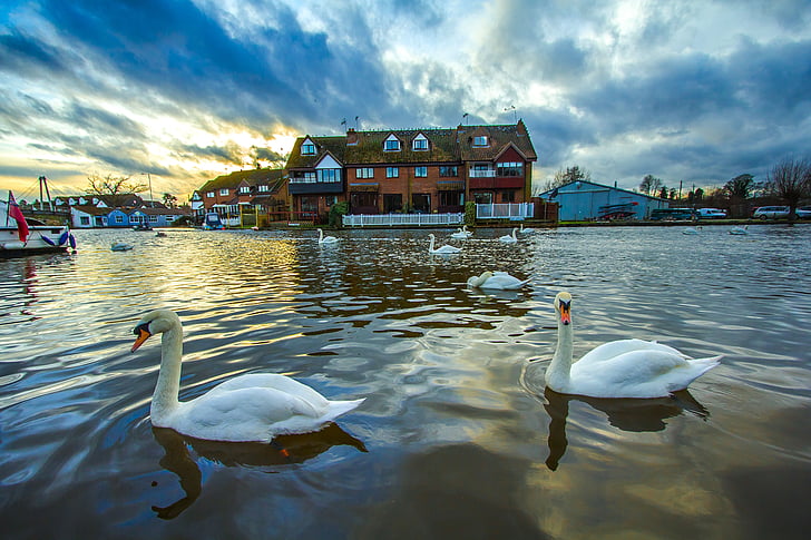 svaner, Wroxham, England, elven, natur, solnedgang, Vinter