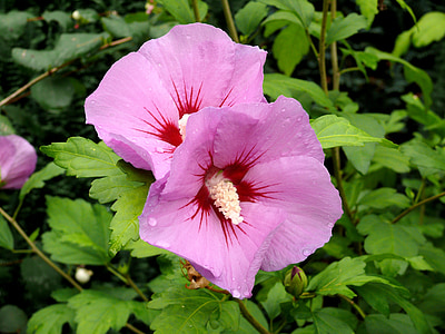 Hoa, Hibiscus, màu hồng, Thiên nhiên, Sân vườn, nở hoa, nhà máy
