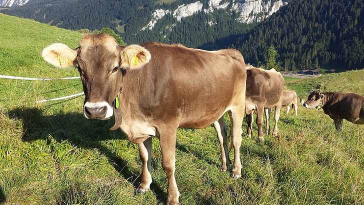 Cow, Alpin, sommar, Schweiz, bergen, Alpin betesmark, nötkött