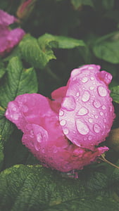rose, blossom, flower, pink, fresh, wet, water