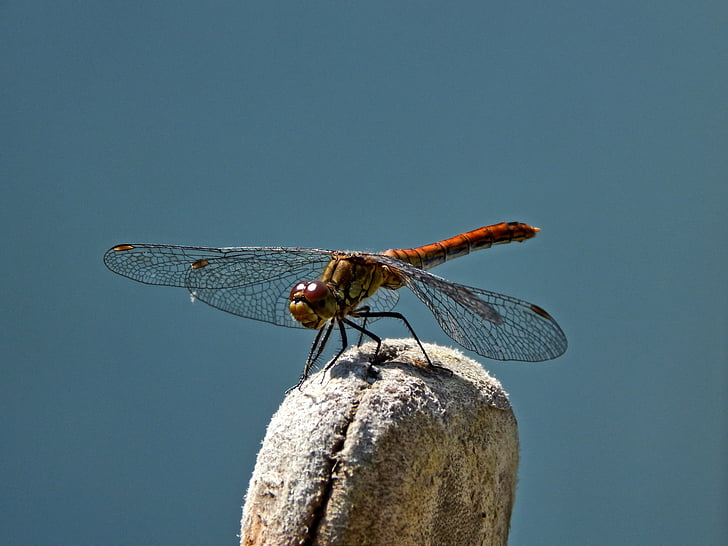 Dragonfly, loodus, suvel, Makro, putukate, tiibadega putukad, looma
