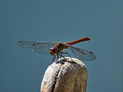 dragonfly, nature, summer, macro, insect, winged insects, animal