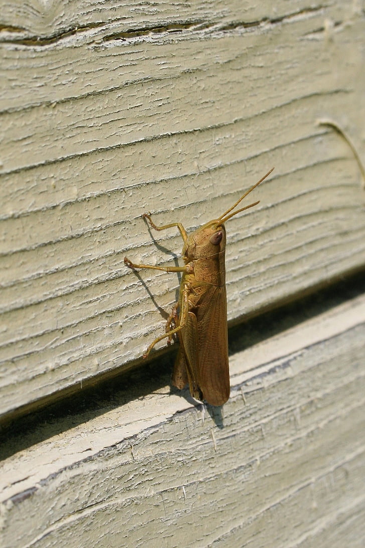 grasshopper, large, on the wall