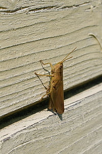 kobylka, velké, na zdi