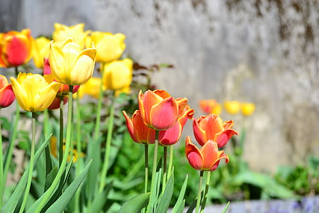 flores, jardín, primavera, tulipanes