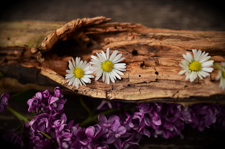 dřevo, staré dřevo, zvětralý, struktura, květiny, sedmikráska, lila