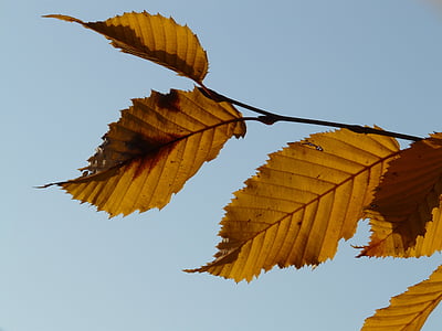 lapų, lapai, rudenį, skroblų, (Carpinus betulus) miškai, balta bukas, beržo šiltnamio efektą sukeliančių