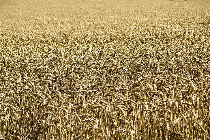 Нива, Кукурудза, Пшениця, поле, ферми, Сільське господарство, Кукурудза