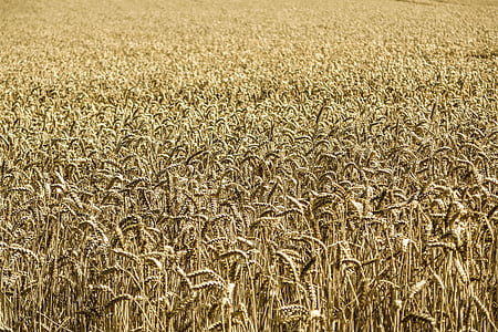 campo de milho, milho, trigo, campo, fazenda, agricultura, milho