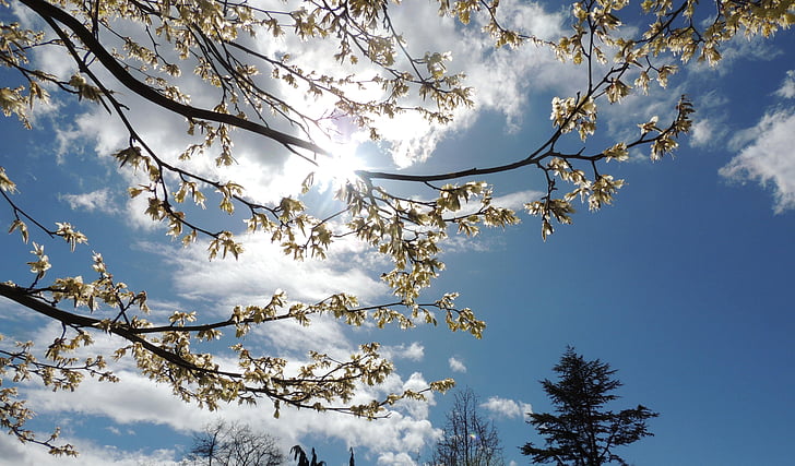 вишневий цвіт, Чистий, Синє небо, Ванкувер, білі хмари, Весна