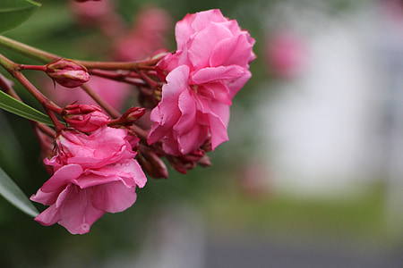 flor rosa, RAM de flors, primavera