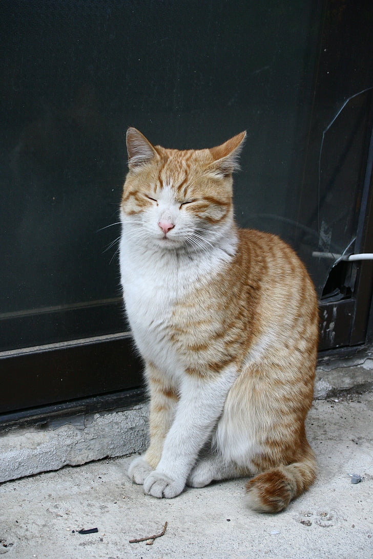 Street cat, trötthet, Street, sorg, godanham, Husdjur, huskatten