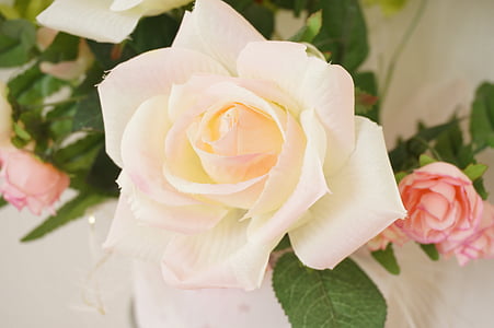 rose, rosaceae, pink, white