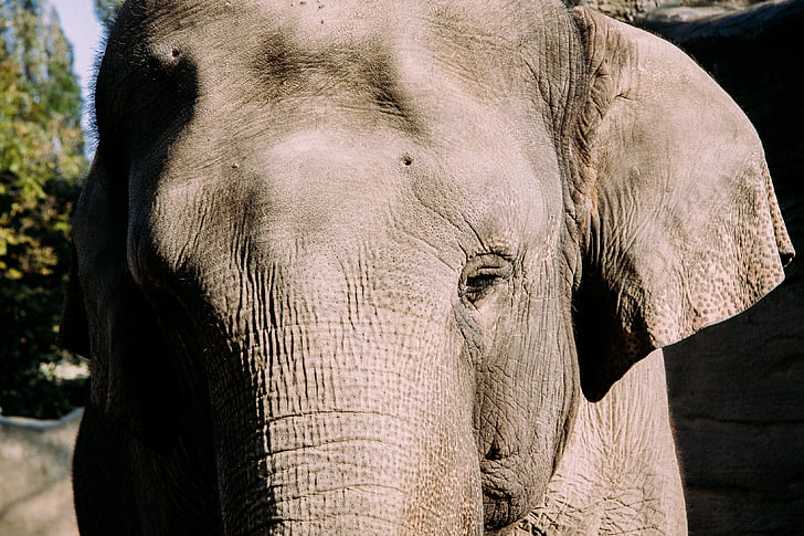 foto, marrom, animal, elefante, close-up, um animal, vida selvagem animal