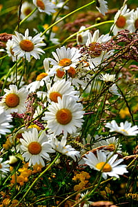 Gänseblümchen, flowe, Blume, Blüten, Wilde Blume, Bloom, bunte