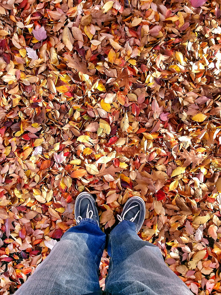 Leaf, faller, hösten, säsong, Orange, gul, lämnar