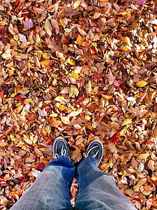 leaf, fall, autumn, season, orange, yellow, leaves