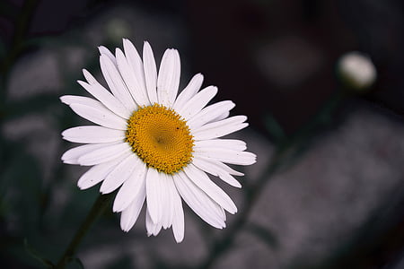 piękne, Bloom, kwiat, Daisy, delikatne, Szczegóły, Flora