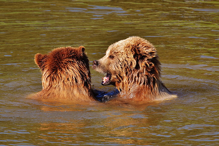 medve, Wildpark poing, játék, víz, barna medve, vadon élő állatok, veszélyes