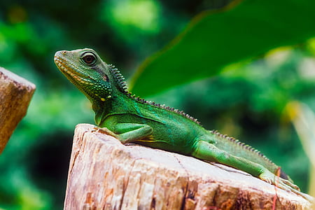 llangardaix, rèptil, vida silvestre, Iguana verda, color, HDR, natura